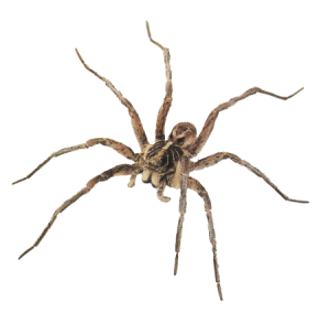 Spider PNG image-4571